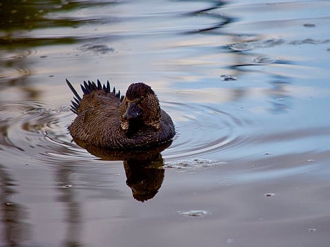 An Australian musk duck was able to memorise and reproduce sounds and speech - imitating the noise of a door slamming and someone muttering the phrase, “You bloody fool”.