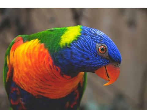 The Australian parrot, for example, had shown an average 4-10 per cent increase in the size of its bill since 1871 and the authors said this positively correlated with the summer temperature each year.