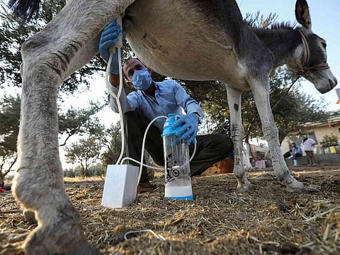 Each litre of donkey milk can be used to produce 30 bars of soap after mixing it with olive oil, almond oil, coconut oil and shea butter.