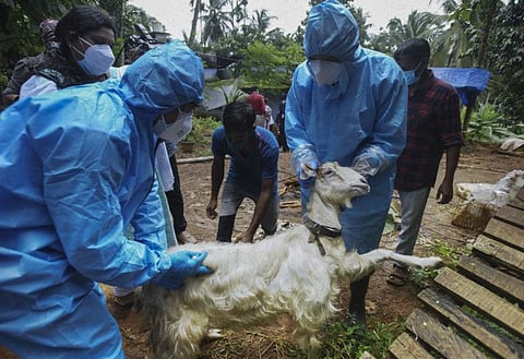 Health workers collect blood samples from a goat to test for the virus after a 12-year-old boy died of the Nipah virus in Kozhikode, Kerala state, India, Tuesday, Sept.7, 2021. The southern Indian state is quickly ramping up efforts to stop a potential outbreak of the deadly Nipah virus, even as it continues to battle the highest number of coronavirus cases in the country. (AP Photo/Shijith. K)
