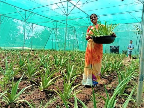 Villagers engaged in aloe vera farming.