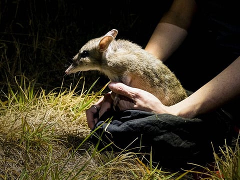 This undated photo obtained on September 15, 2021 from Zoos Victoria shows an Eastern Barred Bandicoot.
