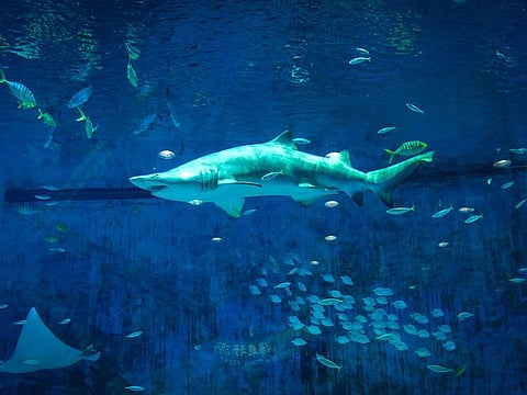 It was the first fatal shark attack in the Swan River since a 13-year-old boy was killed in January 1923.