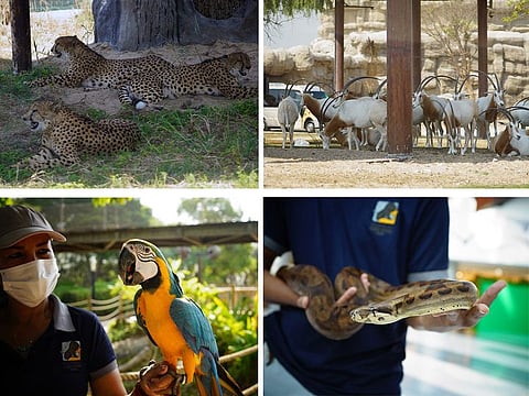 Dubai Safari Park is all set to open its gates to visitors tomorrow.