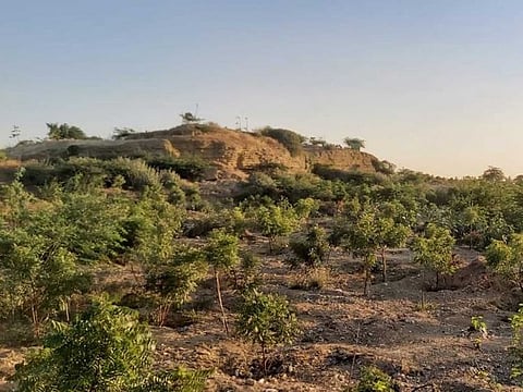 Tree plantations at the site of Kidney Hill Park.