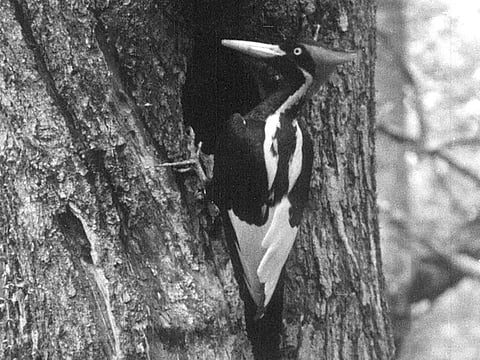 An ivory-billed woodpecker in this undated still photo taken from video and provided by the Cornell Lab of Ornithology.
