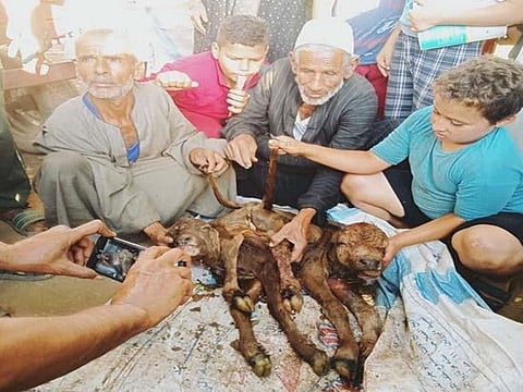 According to local media, an Egyptian veterinarian performed a 5-hour caesarean section on a cow.