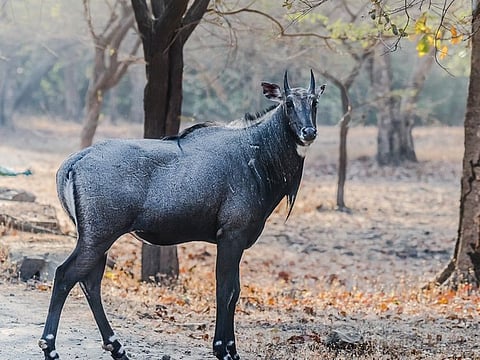 The Blue Bull, also known as the 'nilgai,' is a large hoofed mammal. These antelopes live throughout most of India, and they are quite common.