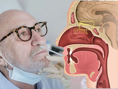 BETWEEN ROSES AND ROTTEN EGGS: In a two-year study, researchers will look for changes in the size of the “olfactory bulb” (an area above the nose where the smell nerves join together and connect to the brain) that can be measured. With brain scans, the team will also investigate activity in areas of the brain linked to smell recognition.