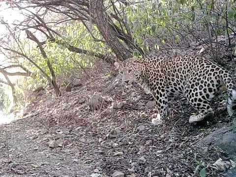 The common leopard was frequently spotted by visitors of hiking trails in Margalla Hills and spotted on camera by wildlife authorities.