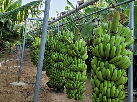 Al Qanoubi is hopeful of another bumper crop of bananas by the next harvest season.