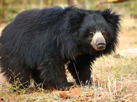 Wildlife SOS brought down the curtain on the centuries-old practice in the country, and successfully rescued and rehabilitated sloth bears from the cruel industry and kept them in a bear rescue facility at Agra, which is world’s largest sloth bear rescue centre.
