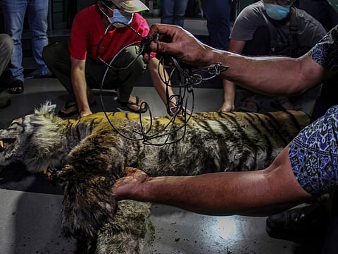 Members of Natural Resources Conservation Agency inspect the carcass of a Sumatran tiger found dead after being caught in a snare trap, in Pekanbaru, Riau province, Indonesia, on October 17, 2021.