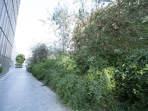 All walkways around the Expo 2020 Dubai are lined with green shrubs.