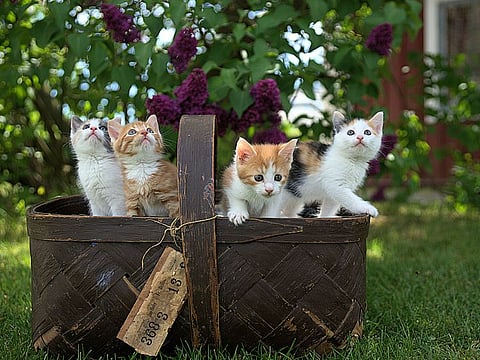 Cats are the masters and footpaths are their domain in some areas of the UAE