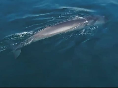 The rare Bryde’s whale spotted in Abu Dhabi waters.