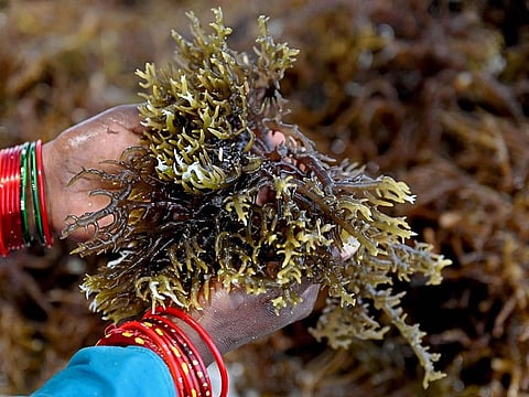 A woman displays seaweeds on the shore in Rameswaram in India's Tamil Nadu state.