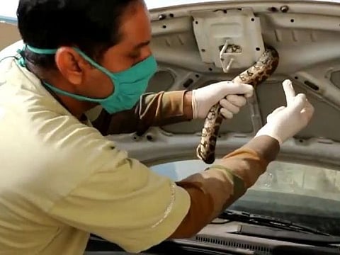 A three-member team from Wildlife SOS arrived at the location and rescued the reptile.