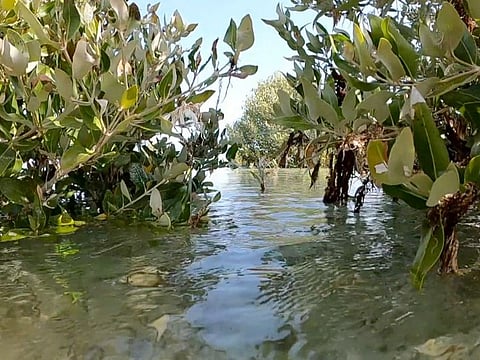 The trees will be planted in shallow areas that are not exposed to waves