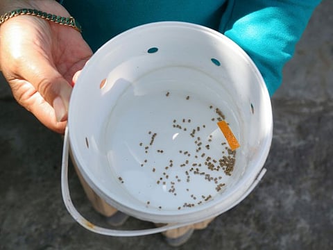 A volunteer of the World Mosquitoes Programme (WMP) shows the Wolbachia mosquito eggs and its foods in a hatchery bucket in Yogyakarta, Indonesia.