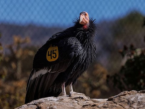 A California Condor named Molloko is seen at the San Diego Zoo Safari Park, in Escondido, California.