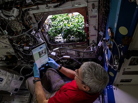 Mark Vande Hei, a NASA astronaut, helped cultivate chiles on the International Space Station on October 20, 2021.
