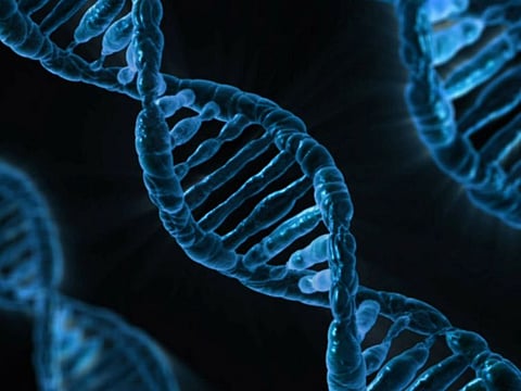 The five-year initiative aims to begin work from spring this year and is funded by Wellcome.