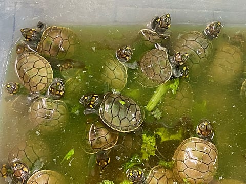 Baby river turtles native to the Amazon rainforest are seen before being freed in Iquitos, Peru, November 4, 2021.