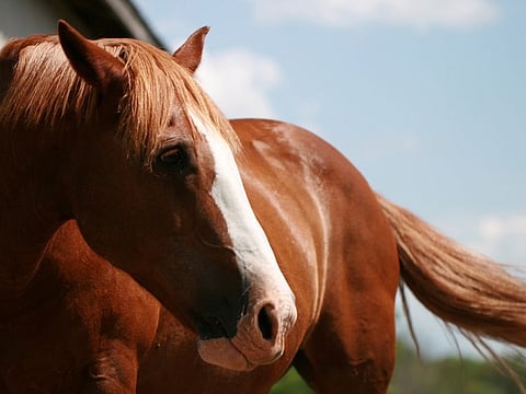 Horse picture for illustrative purpose only