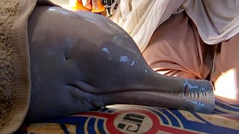 An Indus dolphin is seen inside an ambulance in this still image from a video in Larkana on October 30, 2021. Blind, with a snout equipped with two rows of sharp teeth, the Indus river dolphin strayed from its freshwater home into a busy waterway, and had to be lifted out by rescue staff in the southeastern province of Sindh after they trapped it in nets.