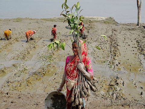 A woman carries mangrove saplings at a field as a part of the West Bengal government's initiative to plant 10,000 mangrove trees to prevent villages from tropical cyclones at Sundarban, in South 24 Parganas.
