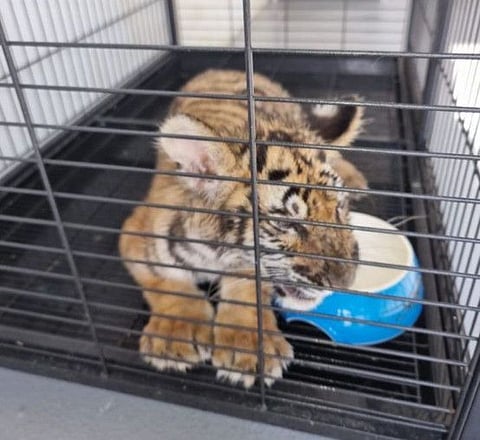 The tiger cub that was seized by Dubai Police and Dubai Municipality teams.