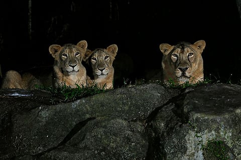 This undated handout photo released by the Mandai Wildlife Group on November 10, 2021 shows Asiatic lions in the "Night Safari" at the Singapore Zoo.