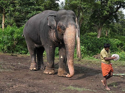 Moorthy, a tamed elephant, at the Theppakadu Elephant Camp inside Mudumalai Tiger Reserve