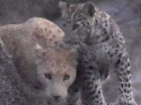 A rare 'pink leopard' in the Ranakpur region