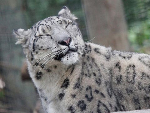 Ranney in Lincoln Children’s Zoo, Nebraska, in a file photo.
