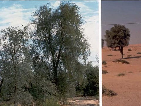 The herbarium covers 19,000 dried plant samples in their scientific names with information representing 630 species of wild plants in the UAE.