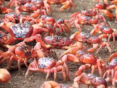 File photo shows migrating red crabs on Christmas Island, Australia.
