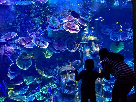 Visitors at The National Aquarium in Abu Dhabi.
