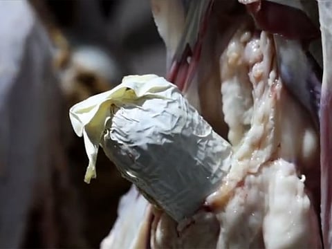 The illicit stuff was seized by the Kuwaiti Narcotics-Combatting Directorate in a shipment of sheep coming from an unspecified neighbouring country, according to the ministry.