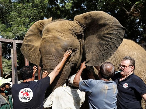 Frank Goeritz, head of the veterinary service at Leibniz Institute for zoo and wildlife research in Berlin, takes blood samples of one of the elephants, during medical assistance in Karachi..