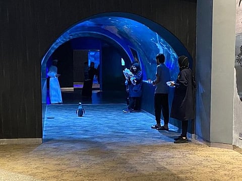 The little bird at the mall went for a lengthy stroll, with seemingly no intention of turning back.