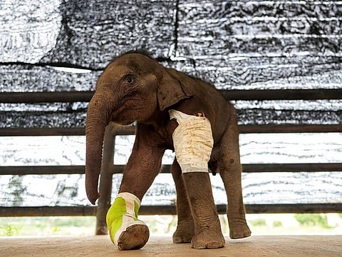 A three-month-old baby elephant saved from a hunter's trap and sent for medical treatment for its mangled right front leg and recovery process is seen in Nong Nooch Tropical Garden in Chonburi, Thailand.