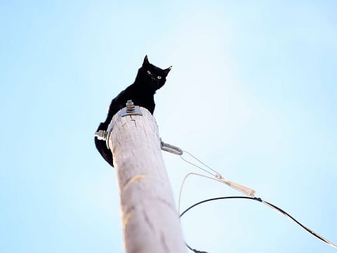 Aurora firefighters rescue Panther, a local cat who's been stuck on top of a 36-foot-high light pole for days, possibly four days on Friday, Dec. 10, 2021in Aurora, Colorado.