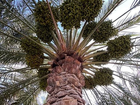 UAE's aim is to eradicate the red palm weevil — a highly destructive pest that blights palm trees.