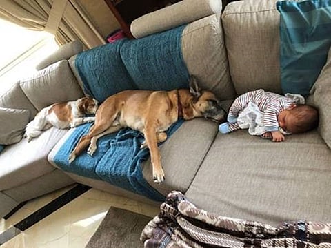 Rebecca Jessop's baby with the doggos