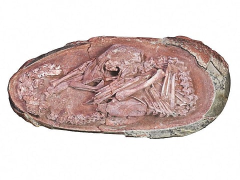 This undated photo courtesy of Lida Xing and the University of Birmingham shows the oviraptorosaur embryo Baby Yingliang found in the Ganzhou, Jiangxi Province, southern China.