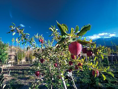 An apple orchard in the Indian state of Jammu & Kashmir. Kashmiri apples, famed around the world for their rich and unique flavour, will now be readily available at supermarkets in the UAE, thanks to the partnerships forged through the UAE-India Food Security Summit 2020, initiated by the Consulate General of India Dubai and with support from the governments of India and the UAE
