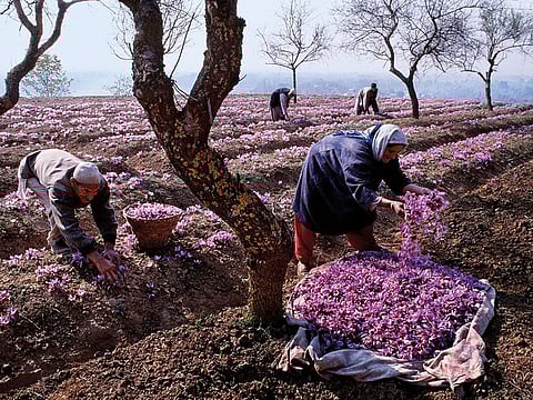 Close to 45,000 flowers contribute to making just a kilogramme of saffron, making it the world’s most expensive spice