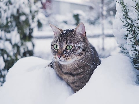I saw black prints in the white snow, coming from the steps of the deck, straight to the double-insulated windows